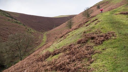 Hills with heather